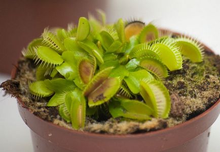 Venus flytrap