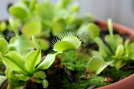 Venus flytrap