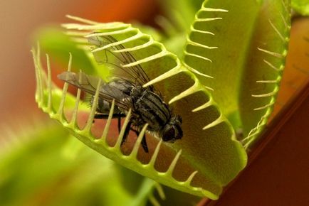 Venus flytrap