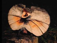 Веретеница, мідяниця (anguis fragilis) веретеница, зміст догляд неволі, промисел, активність,