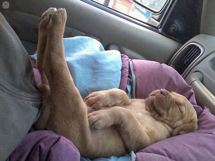 Веселі пози сплячих собак, 28 смішних фото приколів