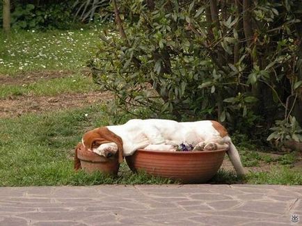 Веселі пози сплячих собак, 28 смішних фото приколів