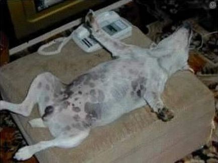 Fun poses de câini dormit, 28 de fotografii amuzant de glume