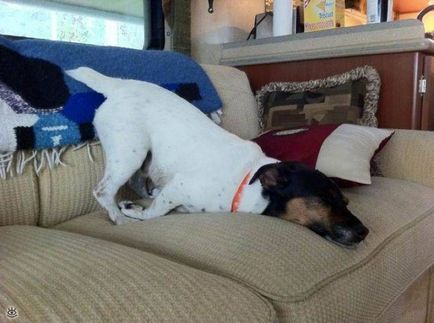Fun poses de câini dormit, 28 de fotografii amuzant de glume
