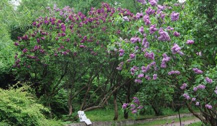 Herald al unui horticulturist - din istoria unei grădini mari de trandafiri din Parcul Sokolniki