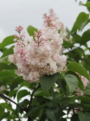 Herald al unui horticulturist - din istoria unei grădini mari de trandafiri din Parcul Sokolniki