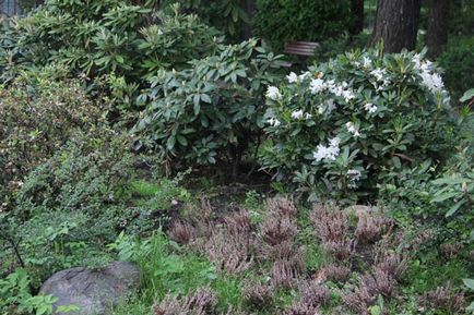 Herald al unui horticulturist - din istoria unei grădini mari de trandafiri din Parcul Sokolniki