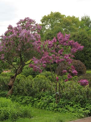 Herald al unui horticulturist - din istoria unei grădini mari de trandafiri din Parcul Sokolniki