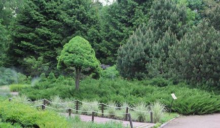 Értesítője a kertész - a történelem nagy rózsakert park „Sokolniki”