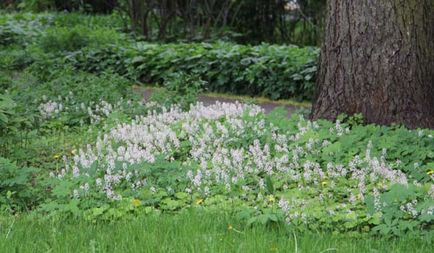 Értesítője a kertész - a történelem nagy rózsakert park „Sokolniki”