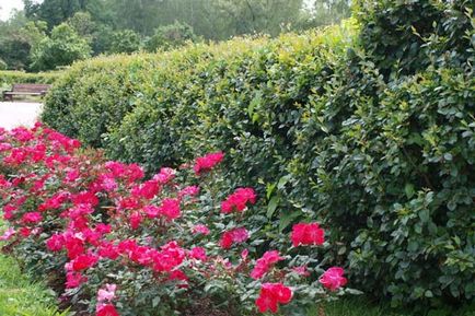 Értesítője a kertész - a történelem nagy rózsakert park „Sokolniki”