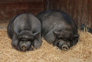 Conținutul de porci vietnamezi, creșterea rasei (fotografie video)