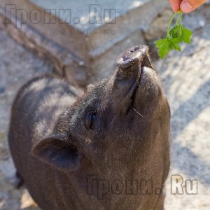 В'єтнамські свині зміст, розведення породи (фото відео)