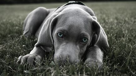 Weimaraner - întruchiparea eleganței în lumea canin - animale de companie