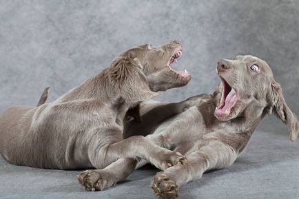 Weimaraner - întruchiparea eleganței în lumea canin - animale de companie