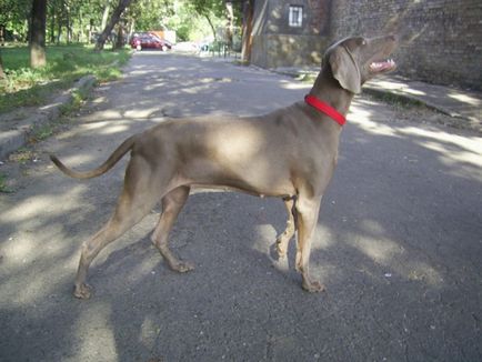 Weimaraner - întruchiparea eleganței în lumea canin - animale de companie