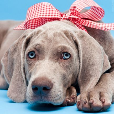 Weimaraner - întruchiparea eleganței în lumea canin - animale de companie