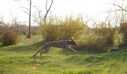 Weimaraner - întruchiparea eleganței în lumea canin - animale de companie