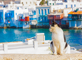 În Grecia, cu un animal de companie regulile de transport și de întreținere