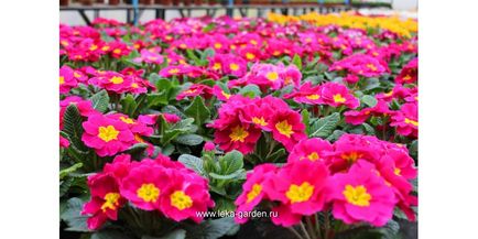 Early Primrose până pe 8 martie