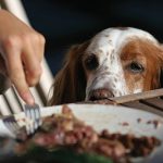 Tőgy az étrendben a kutya