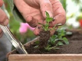 Віола вирощування з насіння для дачі, секрети і поради дачникам, городникам і садівникам