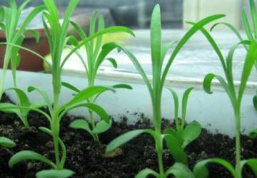 Вирощування гвоздики шабо з насіння в домашніх умовах