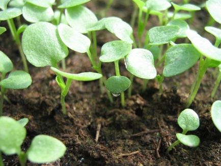 Вирощування віоли з насіння в домашніх умовах