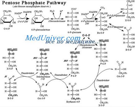Az energia felszabadítását glükózból keresztül a pentóz-foszfát-ciklusban