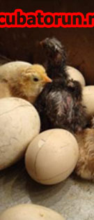 Виведення курчат, гусенят в інкубаторі