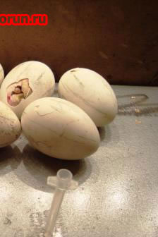 Puii de reproducție, care se găsesc într-un incubator