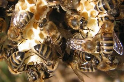 Retragerea albinelor regine fără transfer de larve în apicultură
