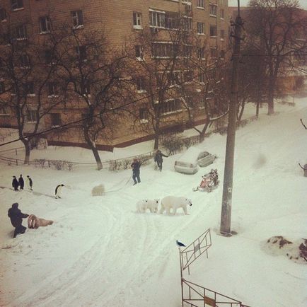 У києві другу добу тривають аномальні снігопади