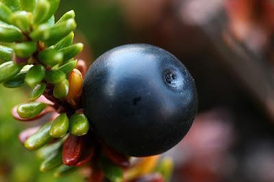 Fekete crowberry termesztés és gondozás