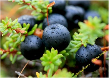 Водяника (empetrum) fotografie, descriere, plantare, cultivare, reproducere și îngrijire