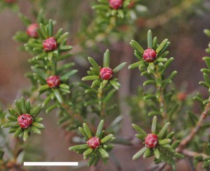 sötét crowberry