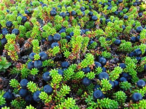 sötét crowberry