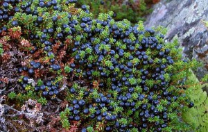 sötét crowberry