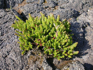 sötét crowberry