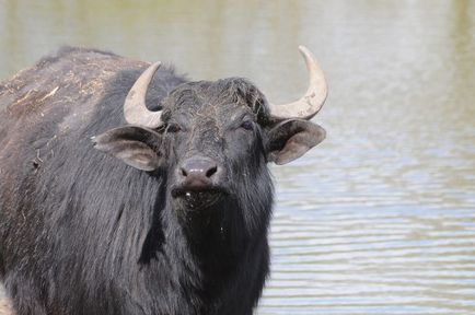 Водяний буйвол (азіатський, індійський) опис, особеннстей
