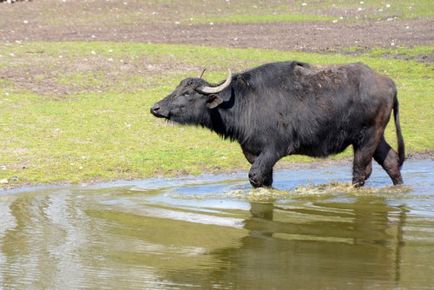 Водяний буйвол (азіатський, індійський) опис, особеннстей