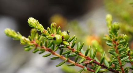 Voronika, Crawberry, descriere shiksha, plantare și îngrijire, proprietăți utile, fotografie