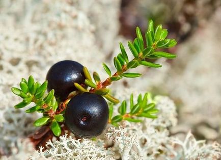 Voronika, Crawberry, descriere shiksha, plantare și îngrijire, proprietăți utile, fotografie