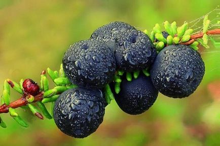 Crowberry, crowberry, описание Shiksha, засаждане и грижи, полезни свойства, снимки