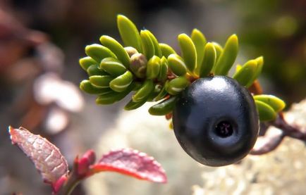 Voronika, Crawberry, descriere shiksha, plantare și îngrijire, proprietăți utile, fotografie