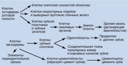 Відтворення на клітинному рівні