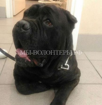 În Sankt Petersburg, orășenii au salvat câinele de la proprietarii animalelor, voluntarii adăpostului Shcherbinka în apărare