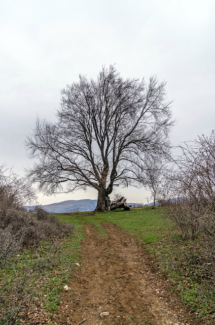 În campanie