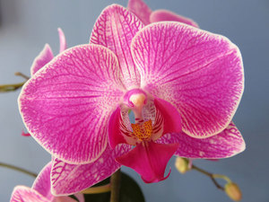 Totul despre orhidee ce fel, nume, precum și cum să distingi un orhidee de forma unei frunze pe o fotografie