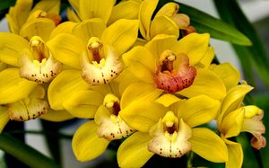 Totul despre orhidee ce fel, nume, precum și cum să distingi un orhidee de forma unei frunze pe o fotografie